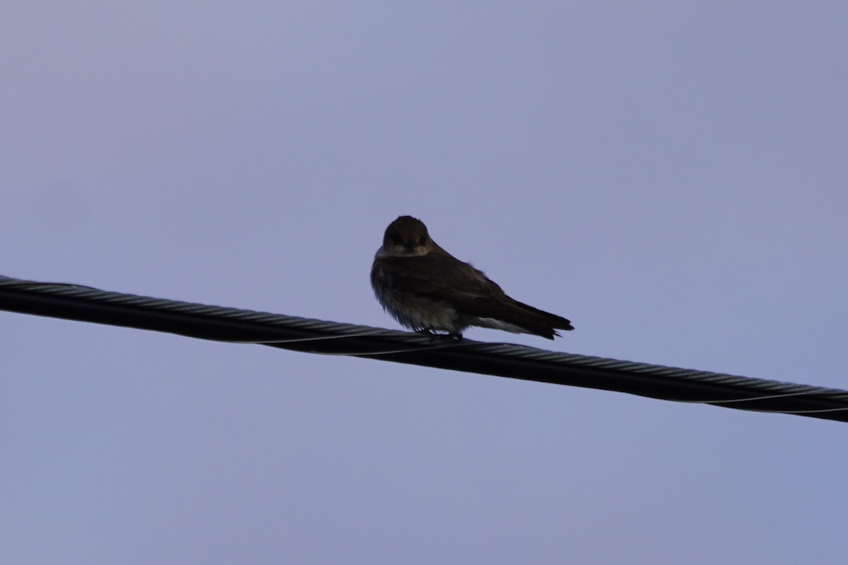 Northern Rough-winged Swallow - ML618788583