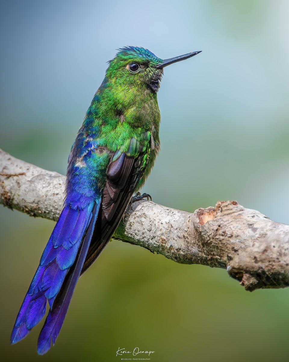 Violet-tailed Sylph - ML618788589