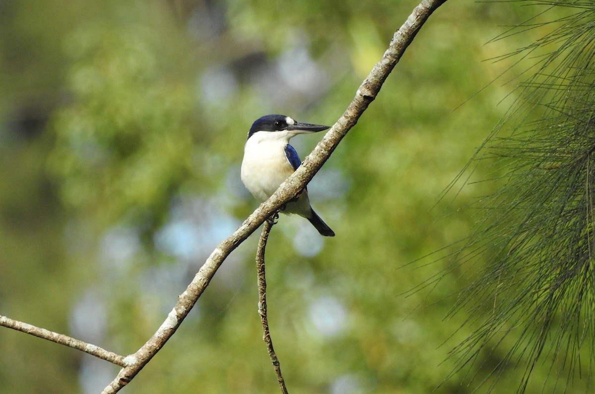 Forest Kingfisher - ML618788622