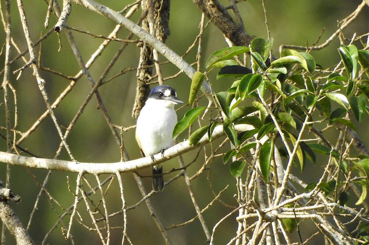 Forest Kingfisher - ML618788623