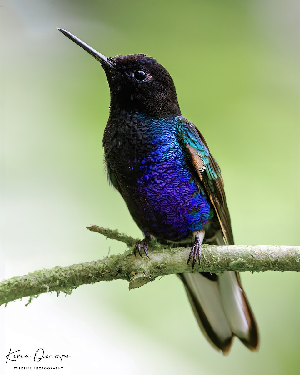 kolibřík hyacintový - ML618788641