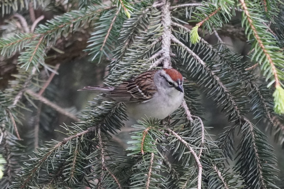 Chipping Sparrow - ML618788642