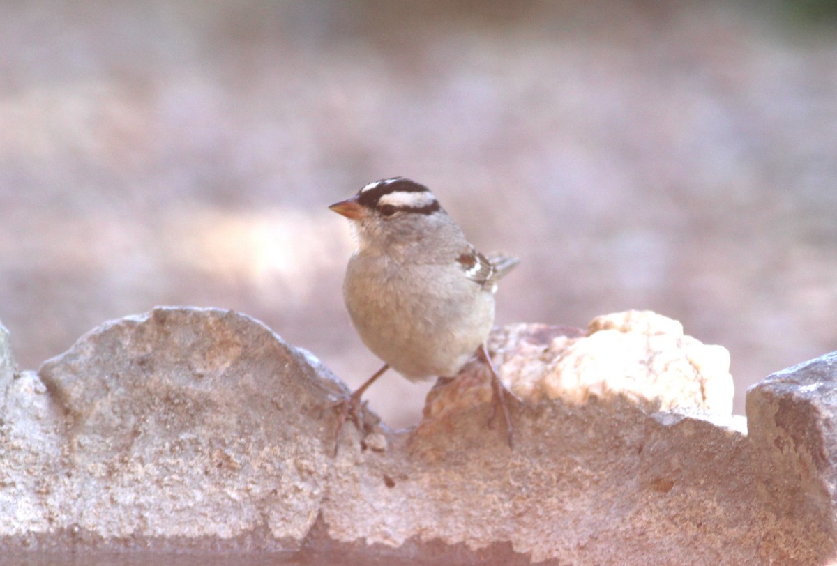 White-crowned Sparrow (Dark-lored) - ML618788655