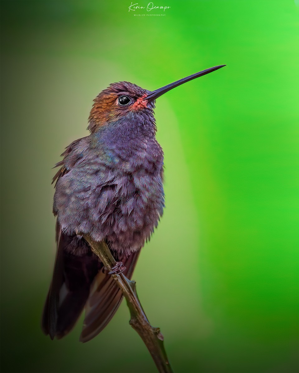 kolibřík irisový - ML618788666