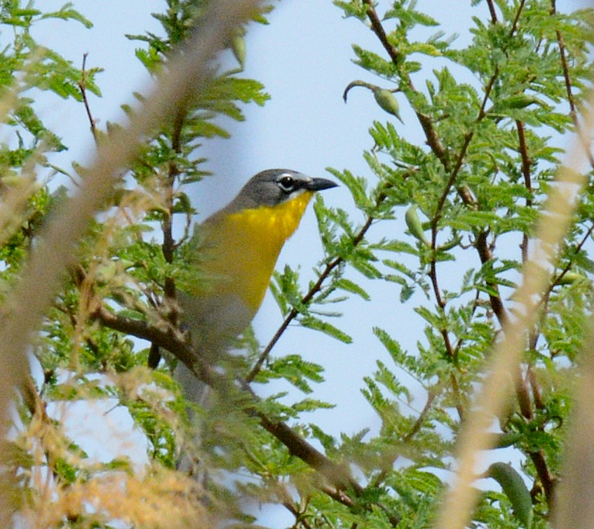 Yellow-breasted Chat - ML618788696