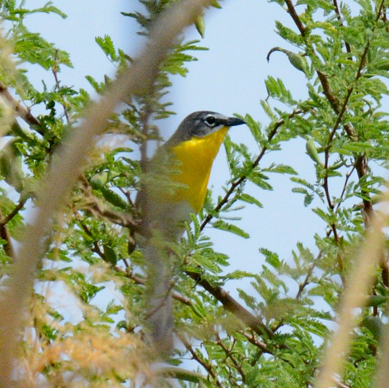 Yellow-breasted Chat - ML618788697