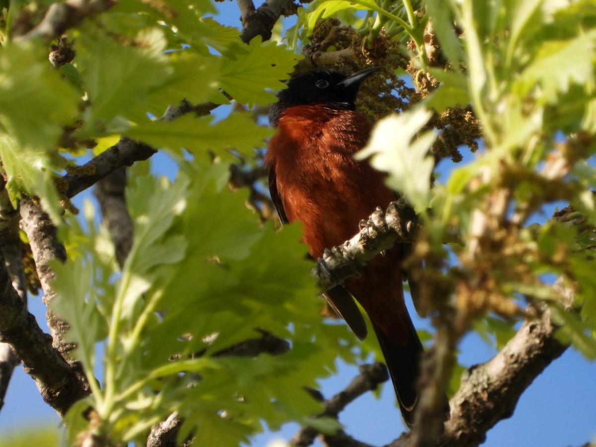 Orchard Oriole - ML618788700