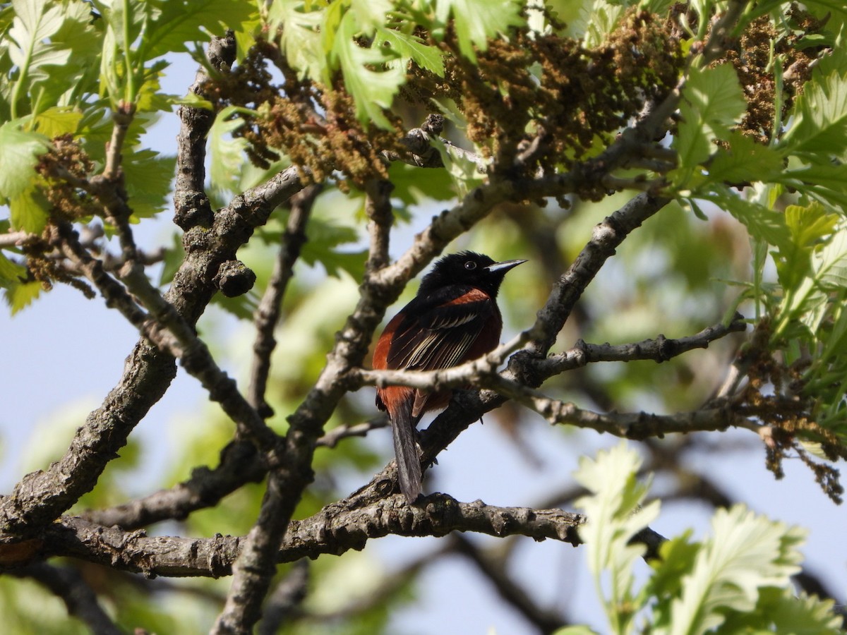 Orchard Oriole - ML618788701