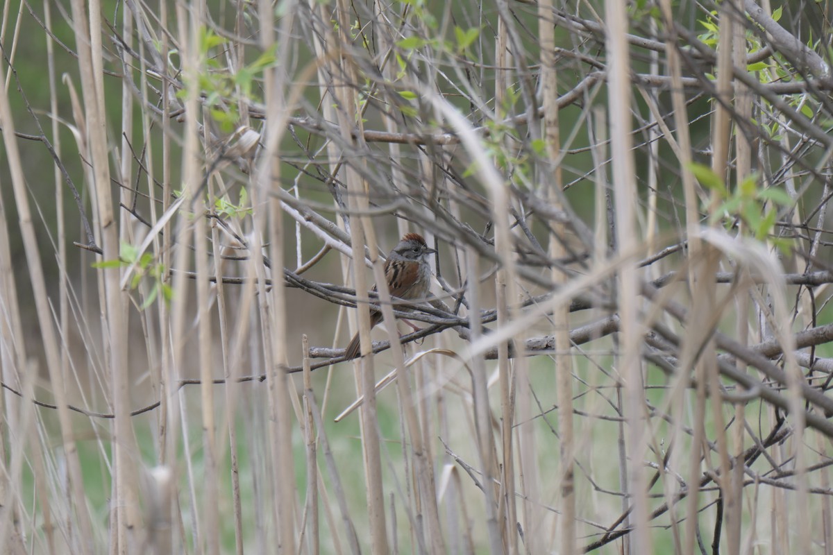 Swamp Sparrow - ML618788736