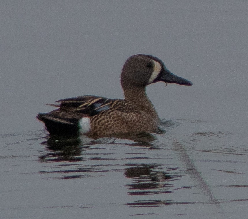 Blue-winged Teal - ML618788746