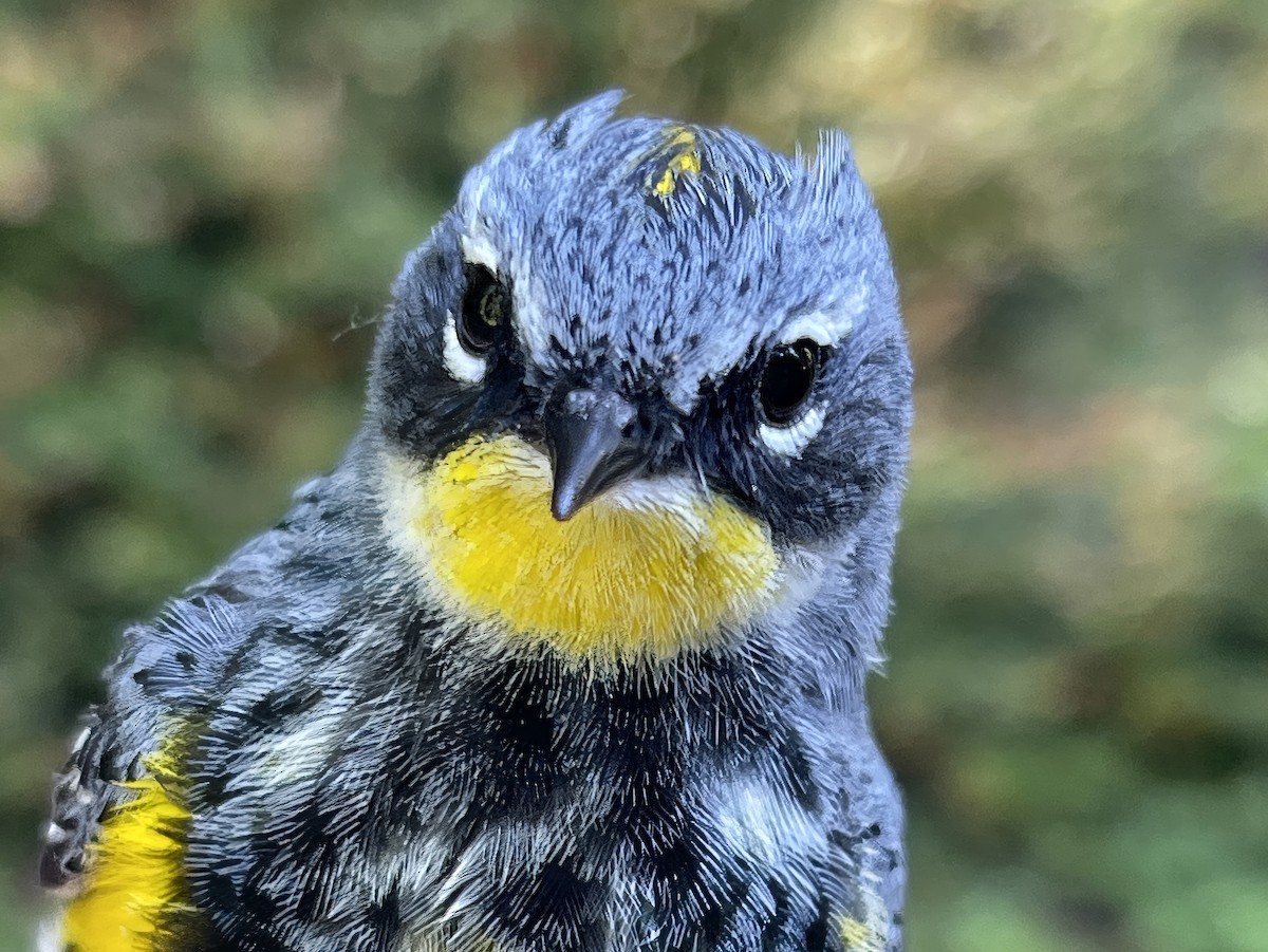 Yellow-rumped Warbler (Myrtle x Audubon's) - Dan Tallman