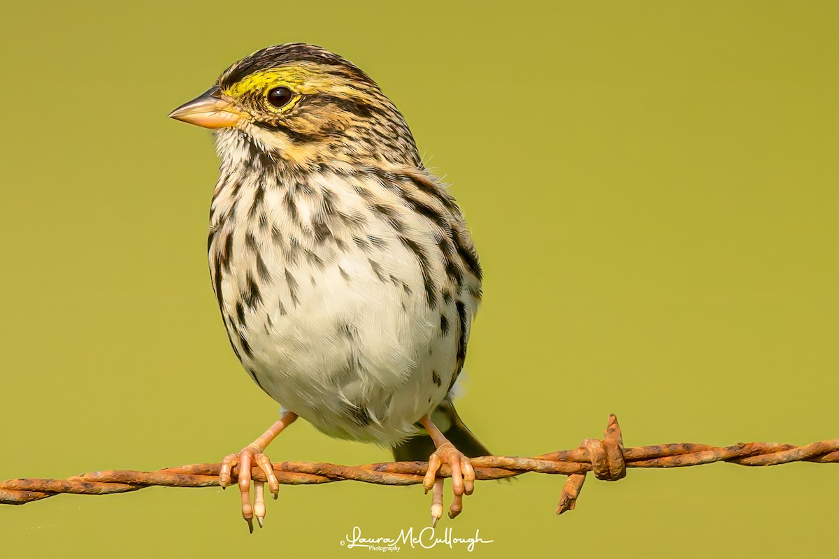 Savannah Sparrow - ML618788764