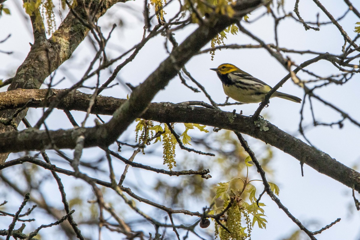 Black-throated Green Warbler - Jerry Chen