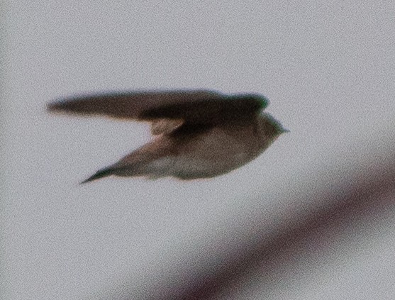 Northern Rough-winged Swallow - ML618788778