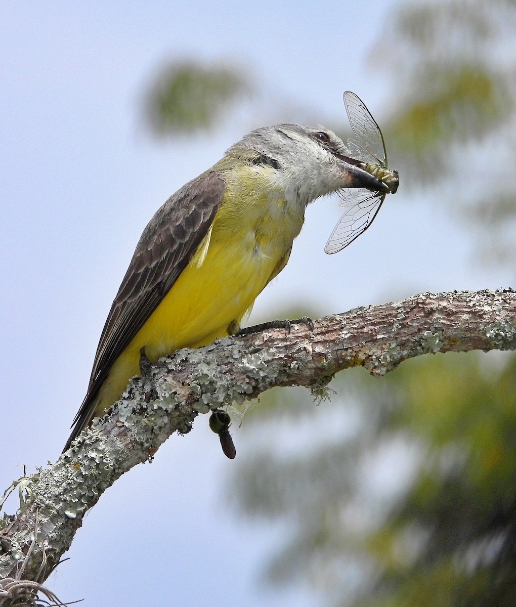 Tropical Kingbird - Manuel Pérez R.