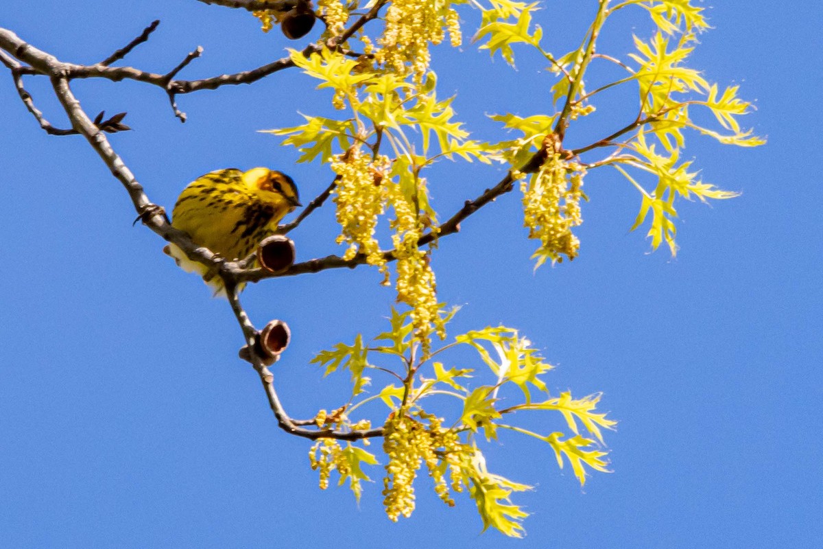 Cape May Warbler - ML618788784