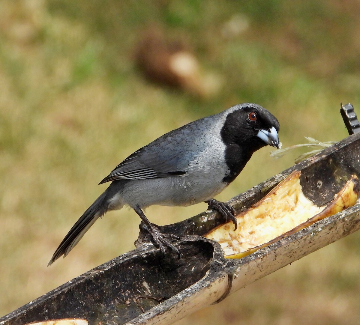Black-faced Tanager - ML618788789