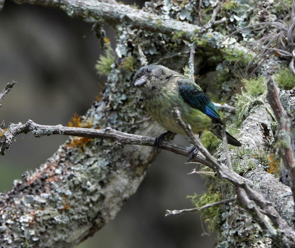 Black-headed Tanager - ML618788809