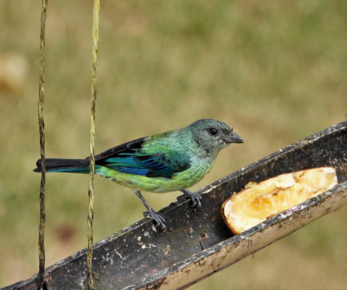 Black-headed Tanager - ML618788812