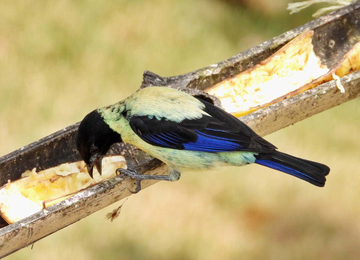 Black-headed Tanager - ML618788834