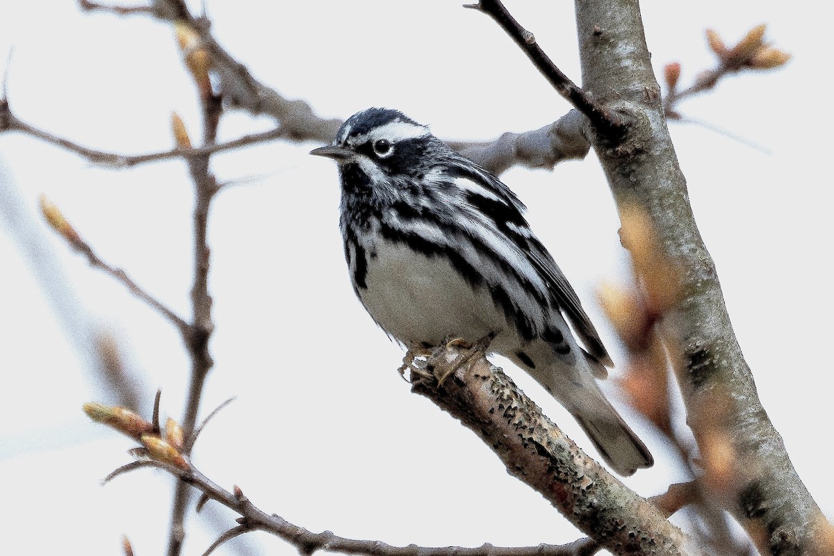 Black-and-white Warbler - ML618788835
