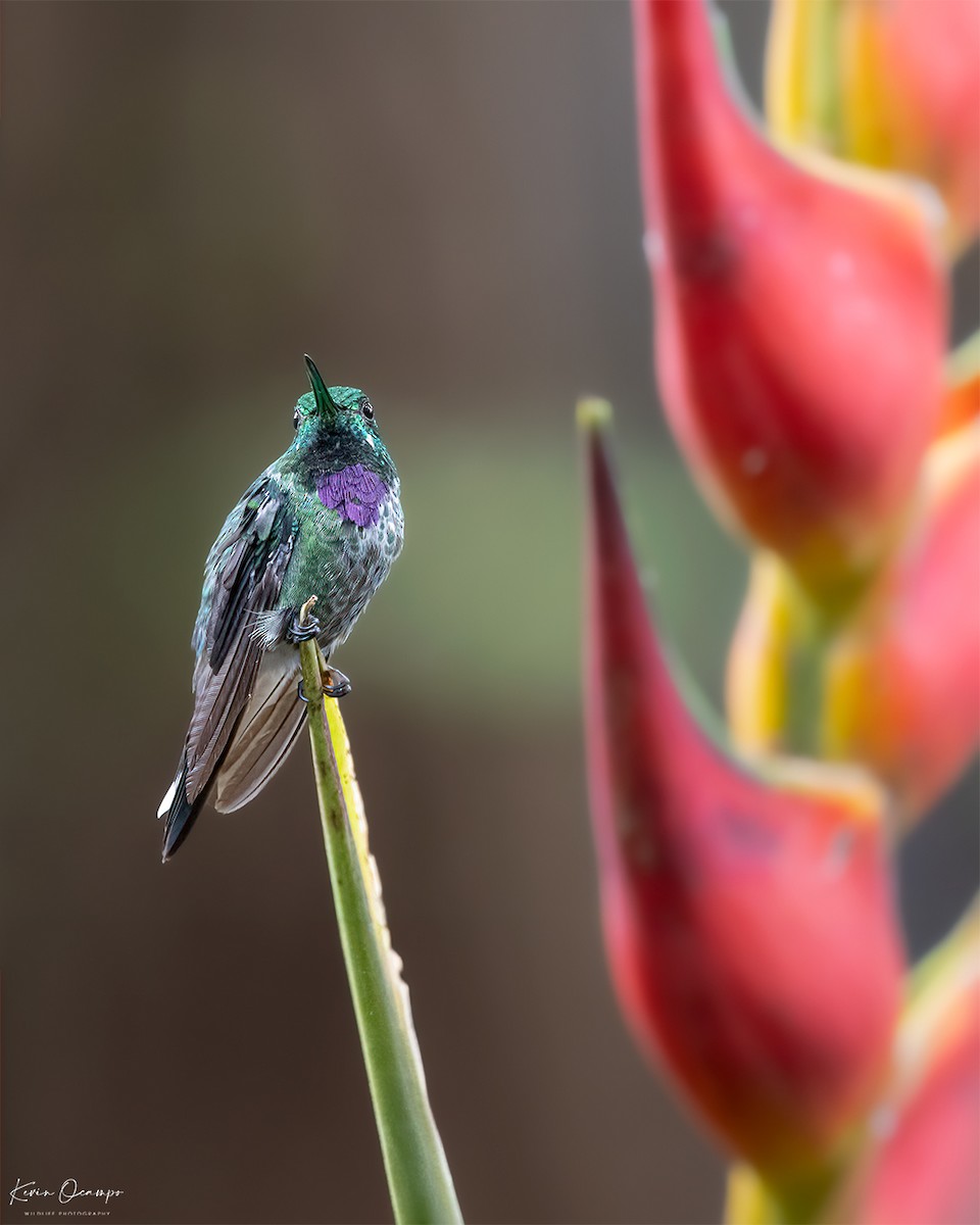 kolibřík skvrnoocasý - ML618788876
