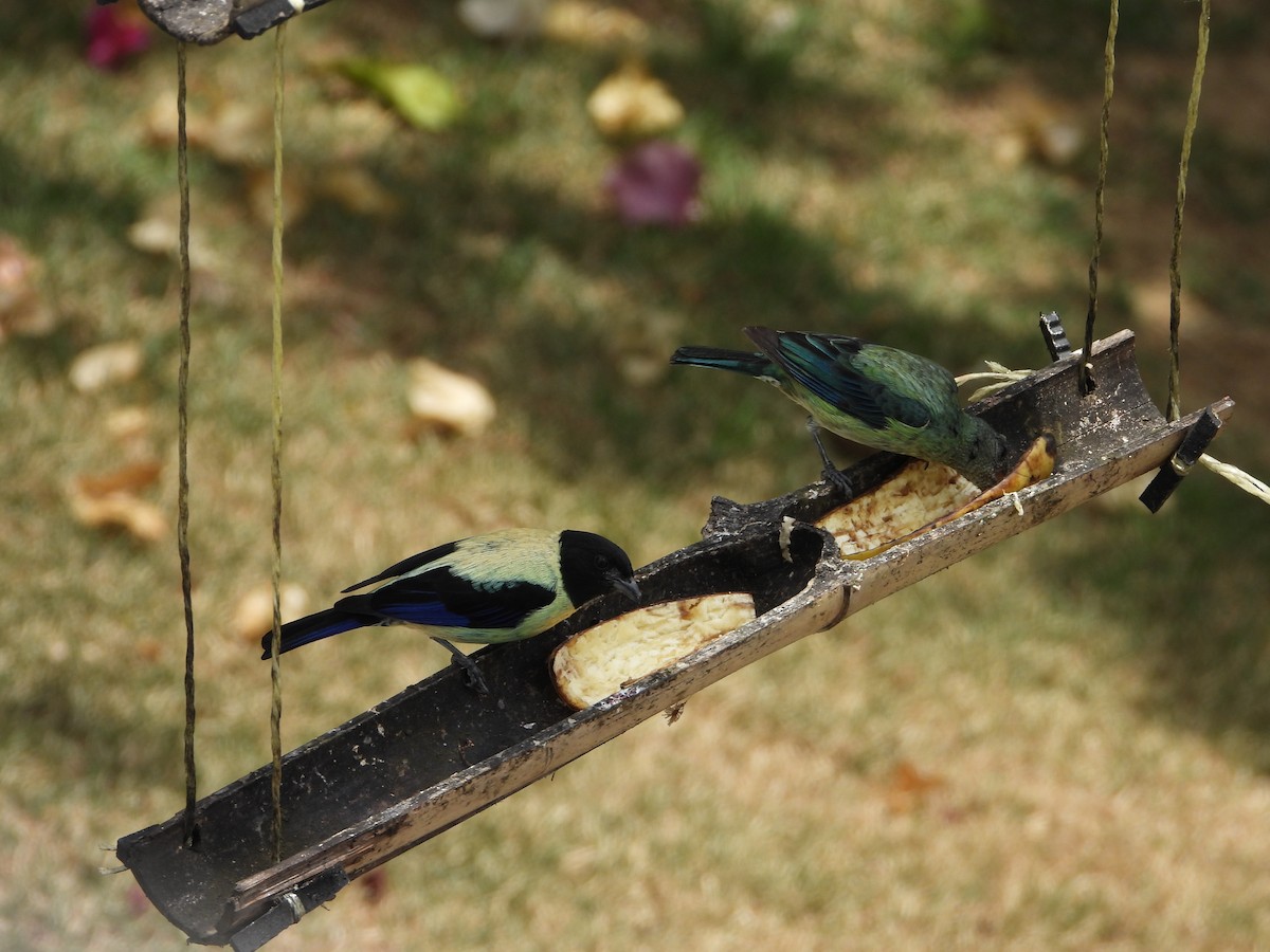 Black-headed Tanager - ML618788879