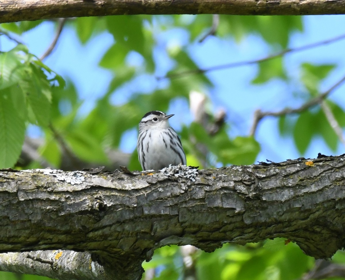 Black-and-white Warbler - ML618788984