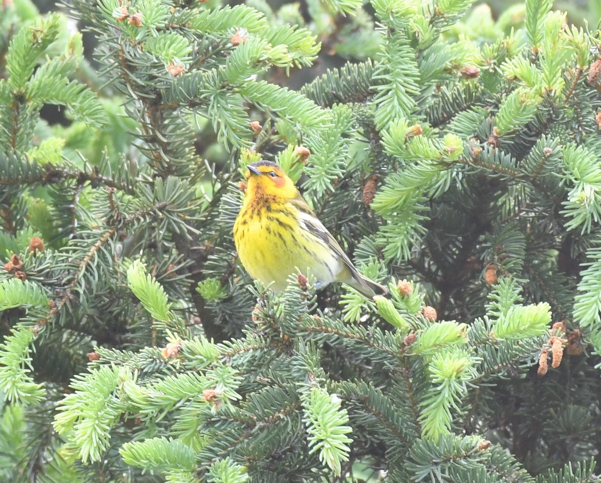 Cape May Warbler - ML618788991