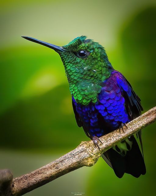 kolibřík vidloocasý - ML618789014