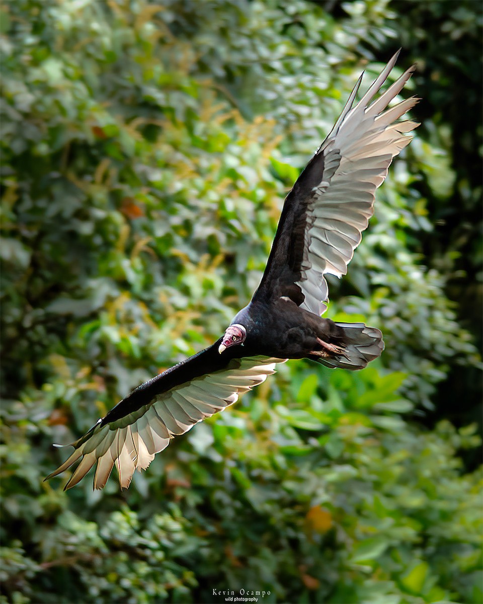 Turkey Vulture - Kevin Ocampo | Ocampo Expeditions Birding Tours