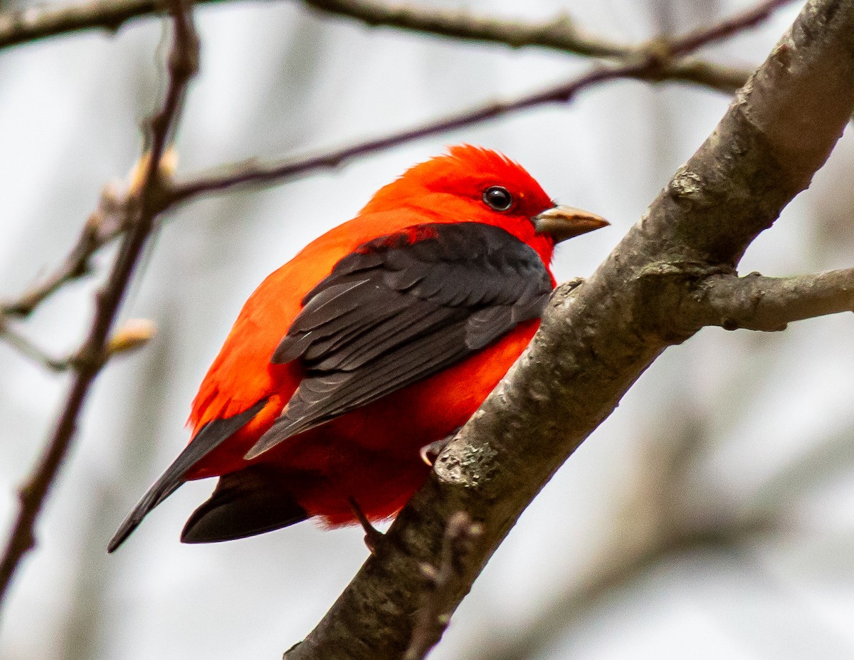 Scarlet Tanager - ML618789061