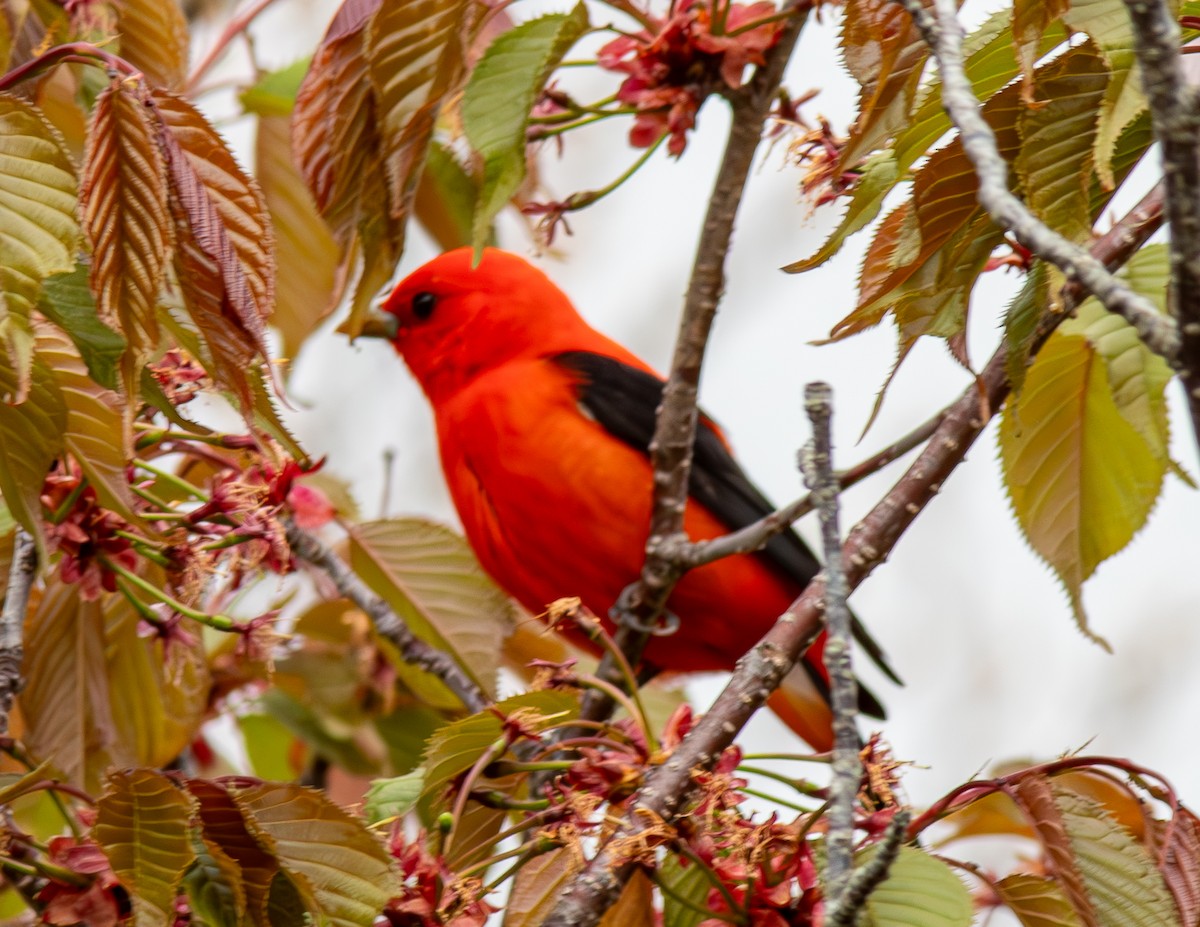Scarlet Tanager - ML618789063