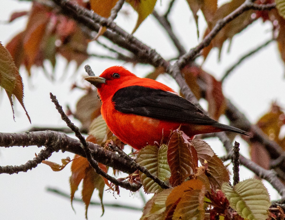 Scarlet Tanager - ML618789064