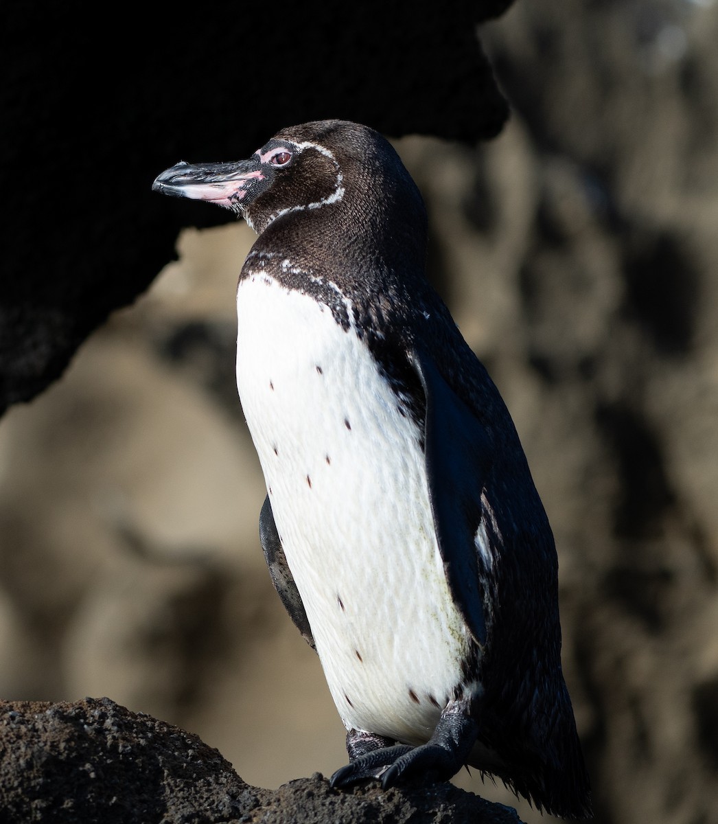 Галапагосский пингвин - ML618789073