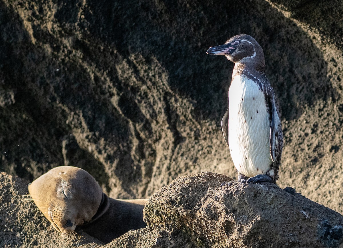 Galapagos Penguin - ML618789074
