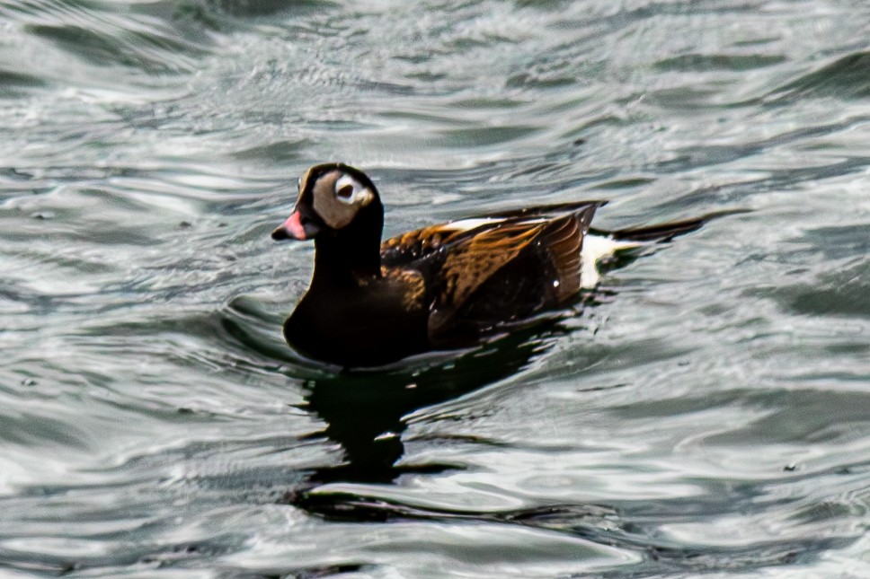 Long-tailed Duck - ML618789077