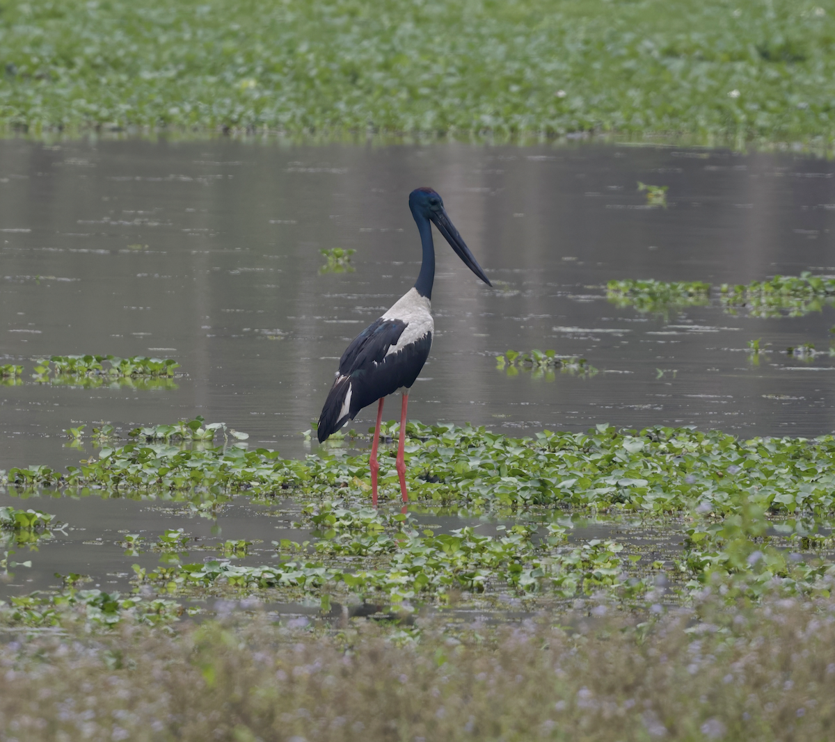 Black-necked Stork - ML618789130