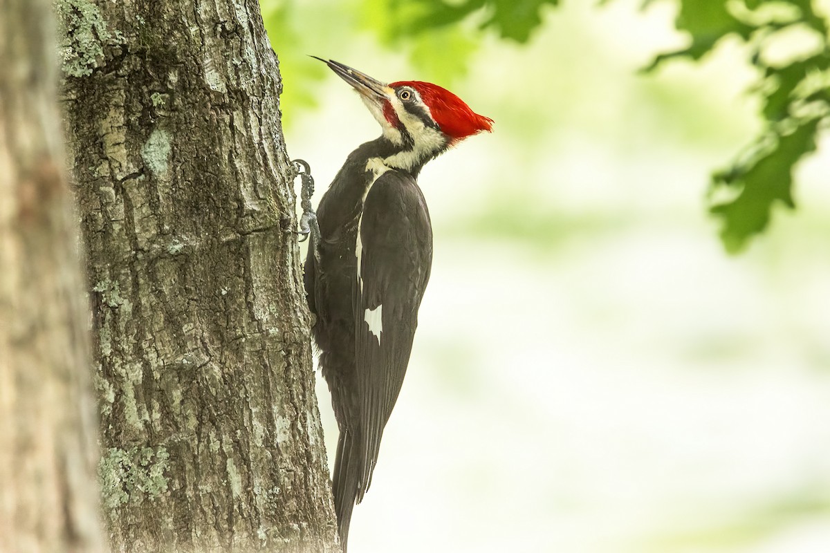 Pileated Woodpecker - ML618789159