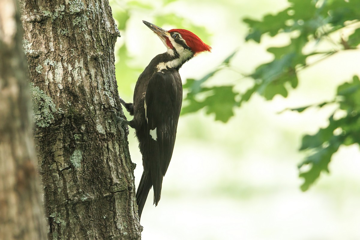 Pileated Woodpecker - ML618789160