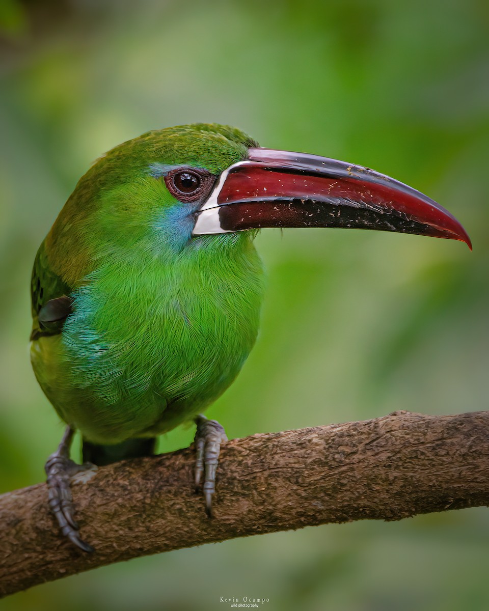 Crimson-rumped Toucanet - Kevin Ocampo | Ocampo Expeditions Birding Tours