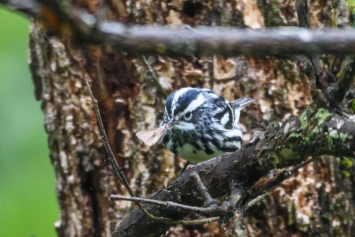 Black-and-white Warbler - ML618789209