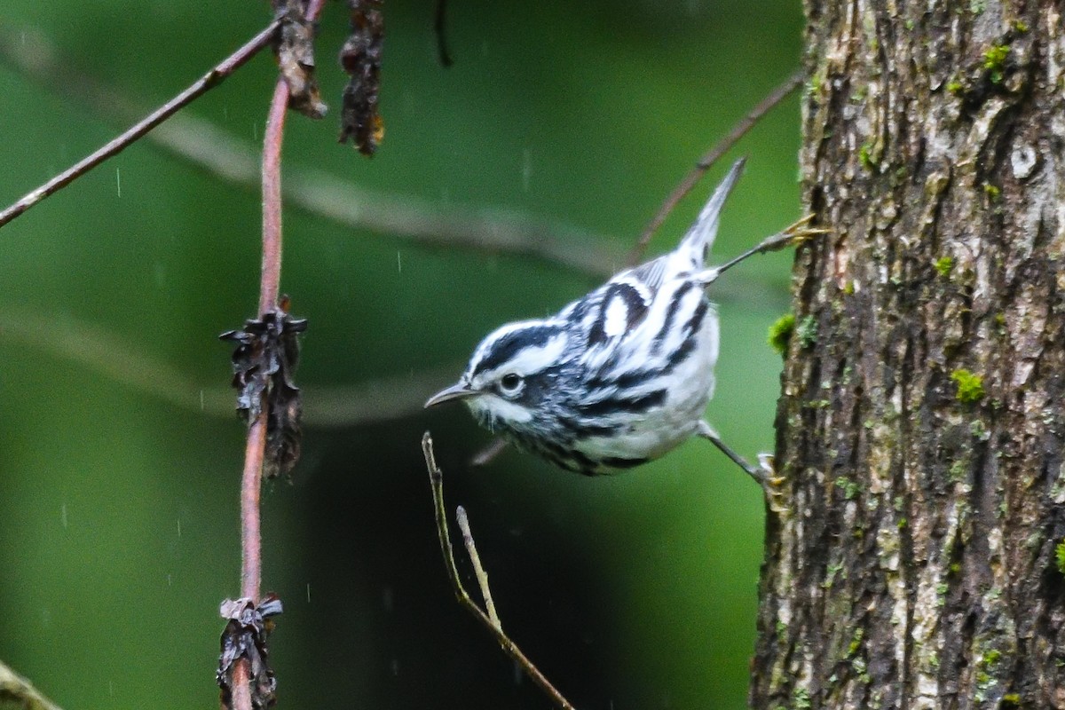 Black-and-white Warbler - ML618789210