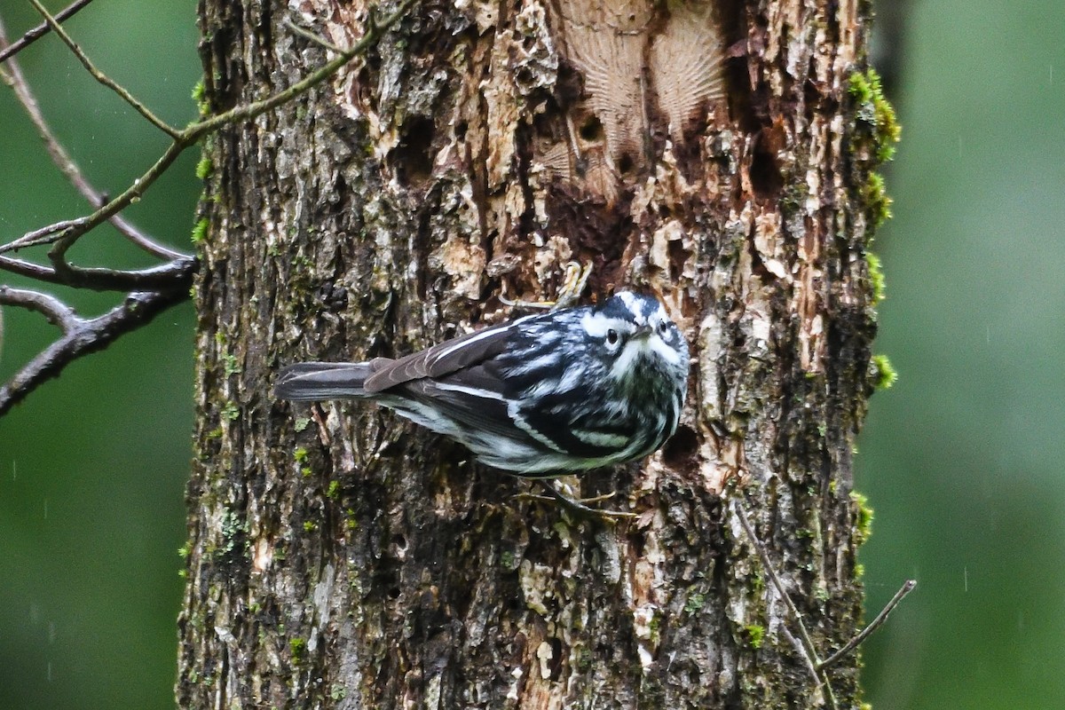 Black-and-white Warbler - ML618789211