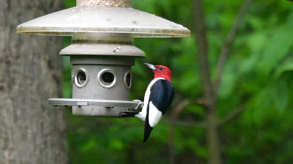 Red-headed Woodpecker - ML618789216