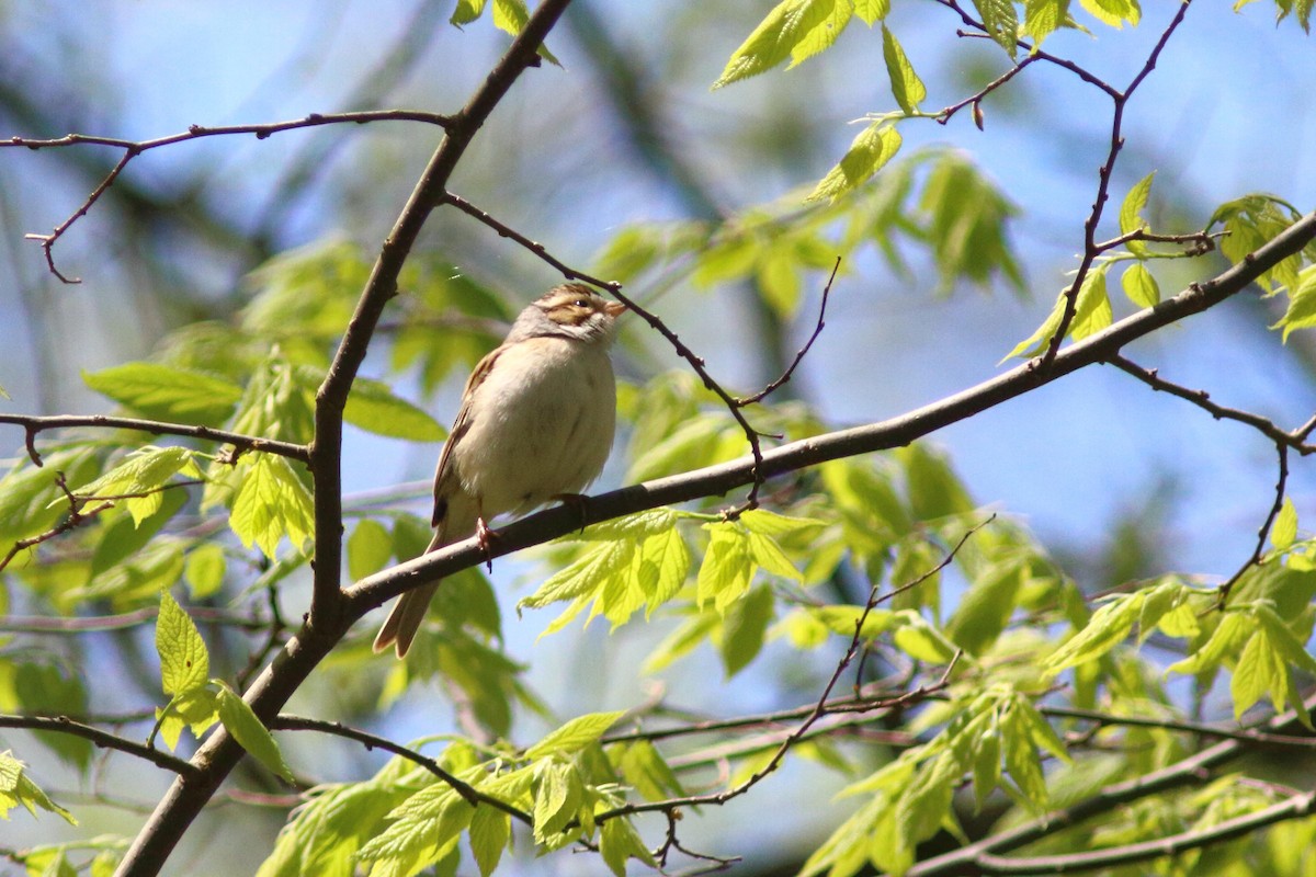 Clay-colored Sparrow - ML618789219