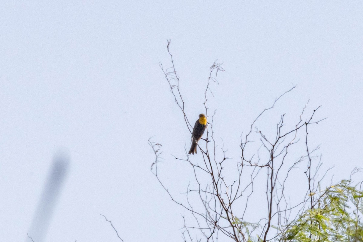 Yellow-headed Blackbird - ML618789220