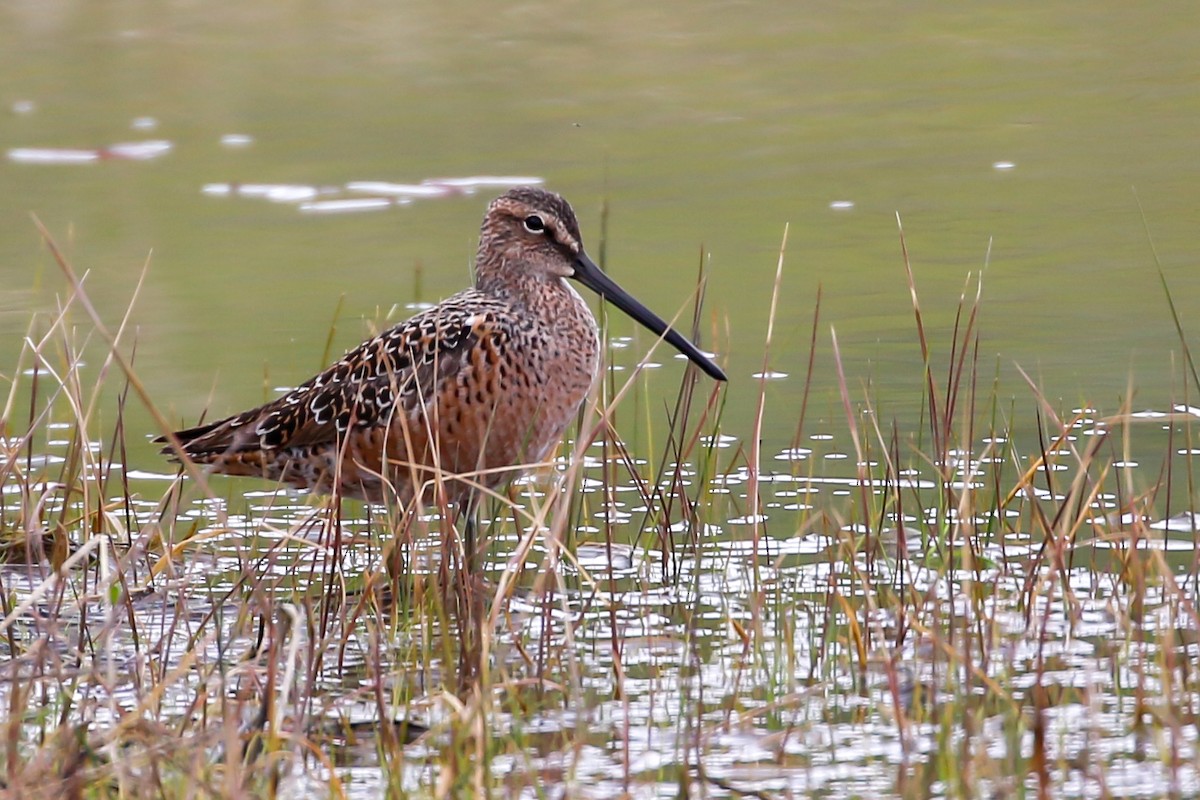 Long-billed Dowitcher - ML618789228