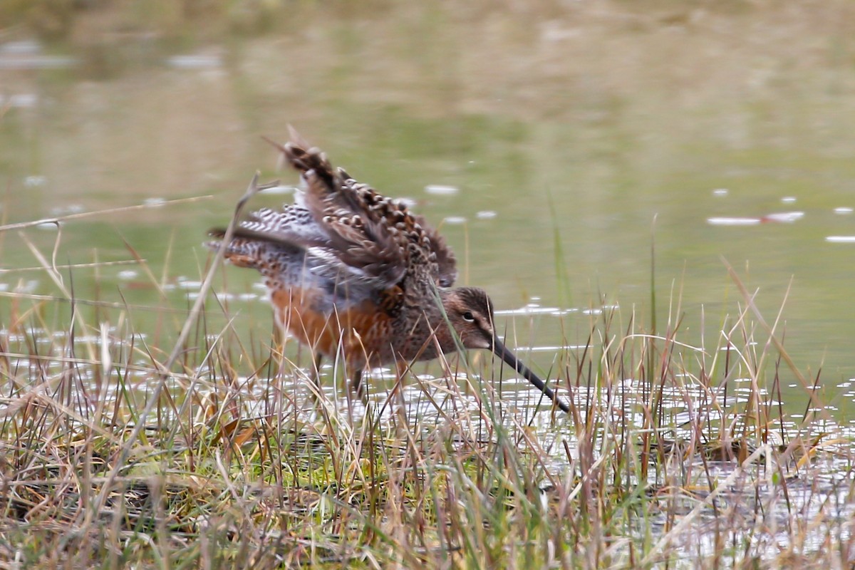 Long-billed Dowitcher - ML618789229