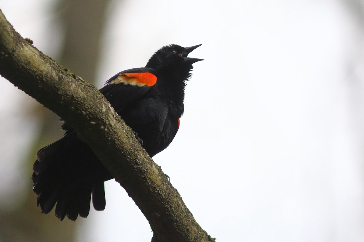 Red-winged Blackbird - ML618789235